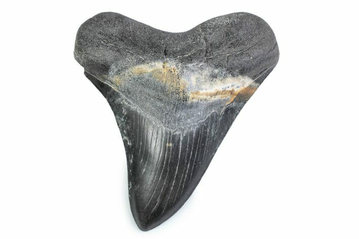 Fossil Megalodon Tooth - Georgia #338682